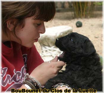 bouvier des flandres photo chiot - Elevage Clos Luette -  COPYRIGHT DEPOSE